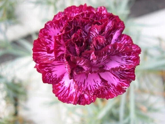 Blackberry Ice Carnation Seeds - Perennial Dianthus Flower Seeds for Garden Borders & Containers, Vibrant Fragrant Blooms, 100 Pack