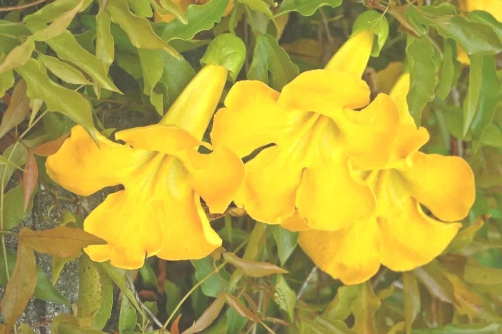 Cat's Claw Creeper Seeds - Dolichandra Unguis-Cati, Fast-Growing Climbing Vine, 20 Seeds for Garden, Landscape & Pollinator Attracting