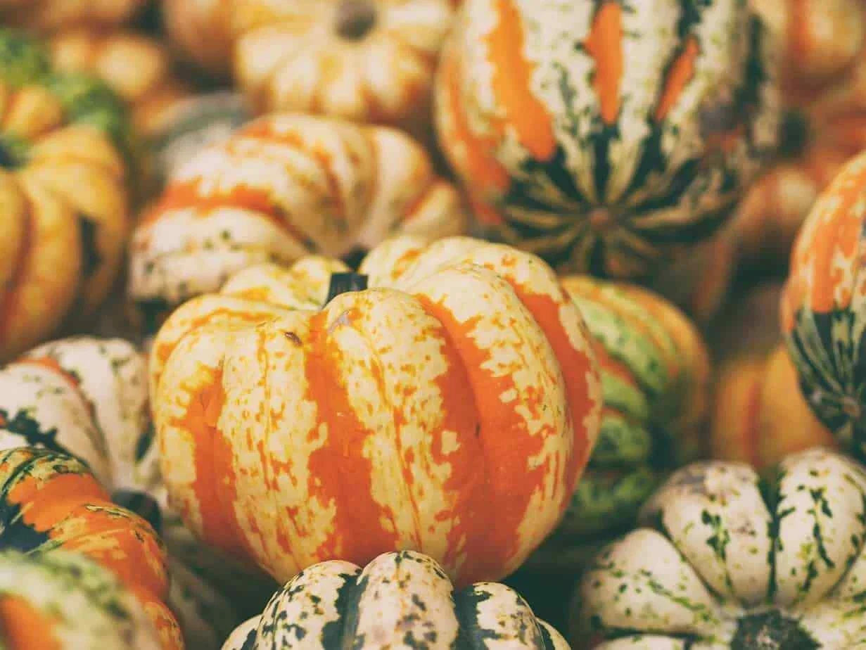 Celebration Winter Squash Seeds - Cucurbita maxima, Vining, Fresh Seeds for Planting, Fall Harvest, Home Garden