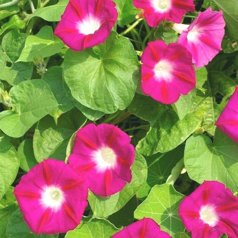 Red Morning Glory Flower Seeds - 40+ Pack, Climbing Vine, Ipomoea coccinea, Garden, Container, Butterfly & Hummingbird Attracting