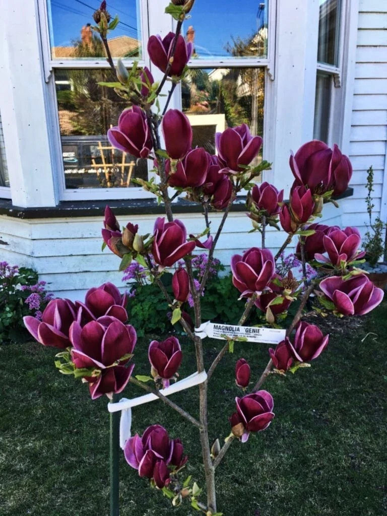 Genie Magnolia Hybrid Tree - 50-60 Inches - Deep Plum Purple Fragrant Blooms - Magnolia x 'Genie'