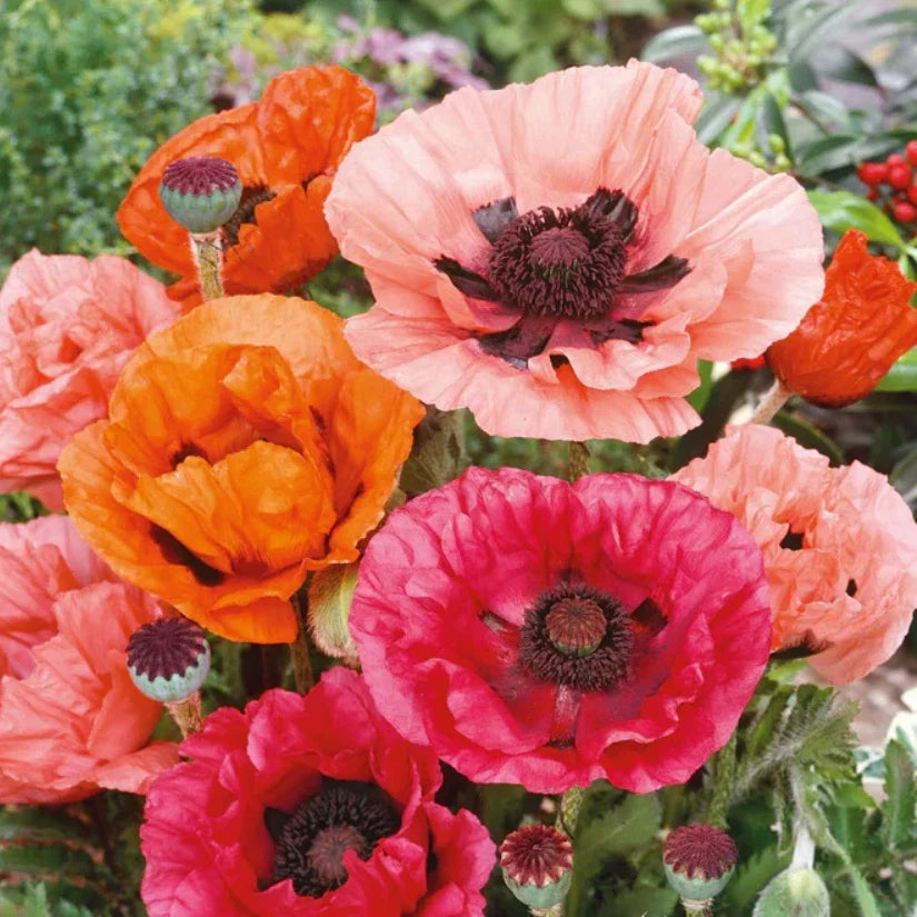 Poppy Seeds - 500 Non-GMO Mixed Colors - Perennial Papaver orientale for Gardens, Borders, and Wildflower Planting
