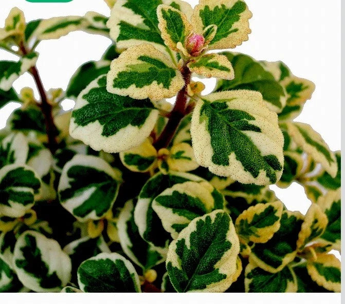 Hemizygia Candy Kisses Live Plant in 3-Inch Pot, Colorful Foliage, Tropical Indoor Plant, Hemizygia spp.