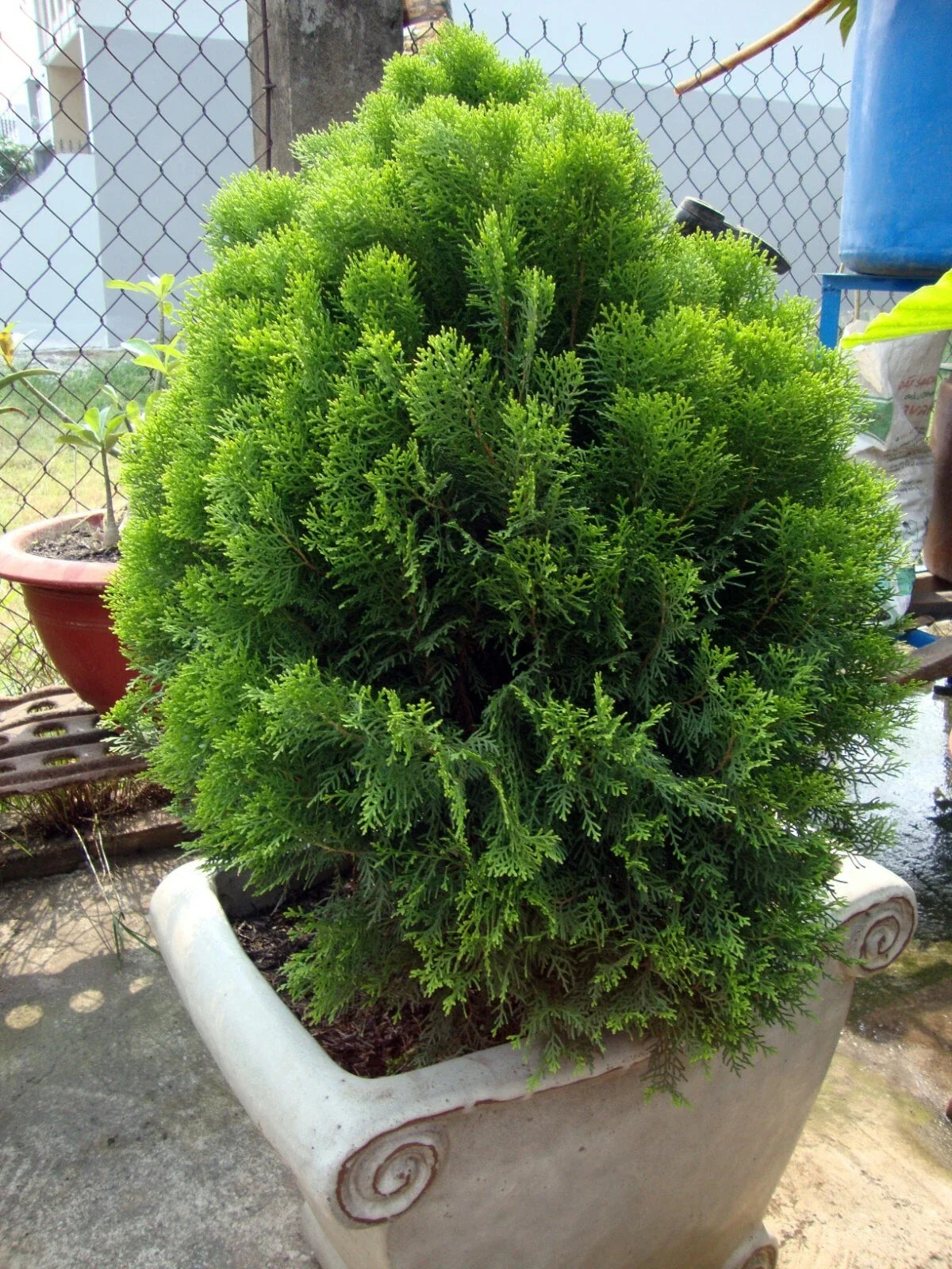 Oriental Arborvitae Seeds - 30 Count - Platycladus orientalis Evergreen Tree for Landscaping and Privacy Screening