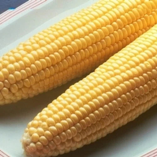 Sweet Corn Seeds - Incredible Variety, Fresh Zea mays for Home Garden, Early Maturing, High Germination Rate