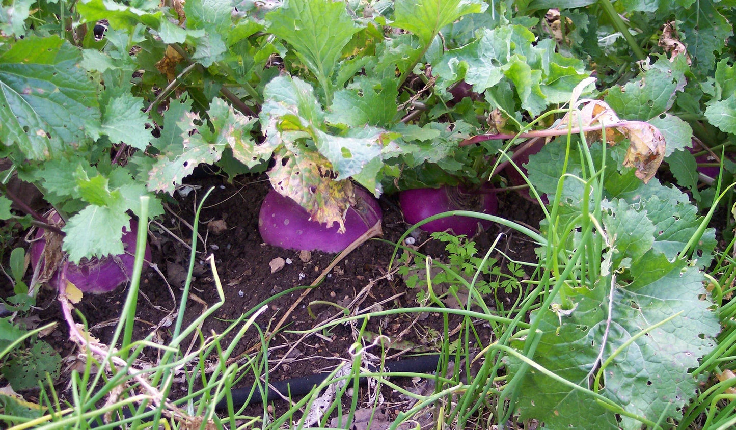 Organic Heirloom Turnip Seeds - Purple Top White Globe, Non-GMO, Brassica rapa, 50+ Seeds for Home Gardening