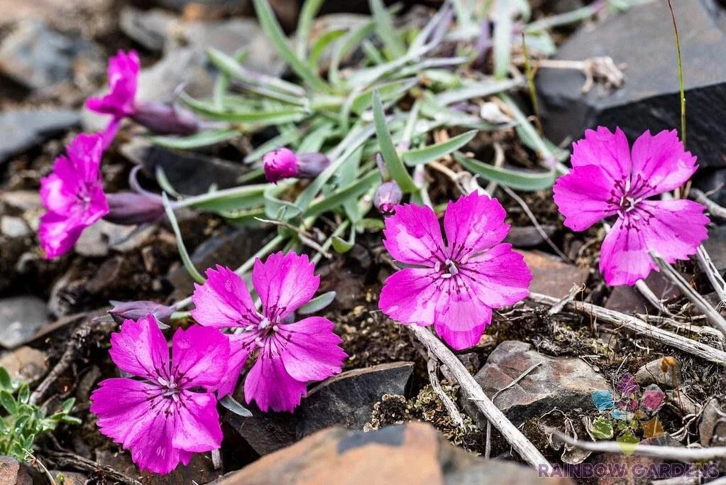 Dianthus Repens Carnation Seeds Pack of 200+ for Garden Planting, Perennial, Vibrant Blooms, Easy to Grow, Attracts Pollinators