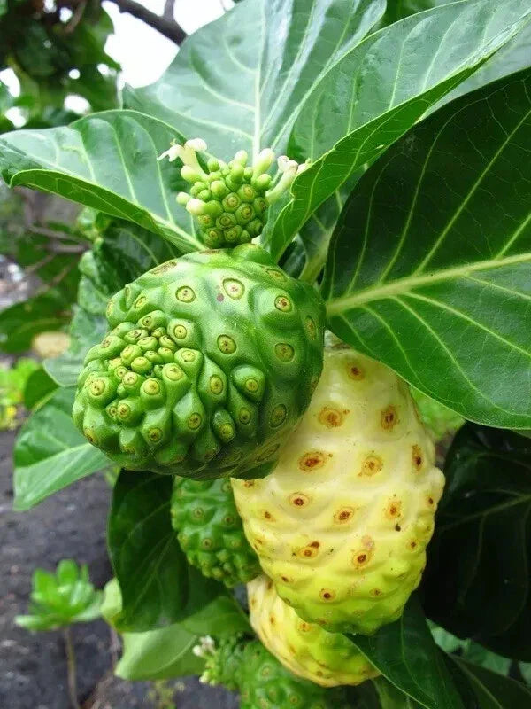 Noni Seeds 50 Pack - Morinda Citrifolia - Organic USA Grown Tropical Fruit Plant