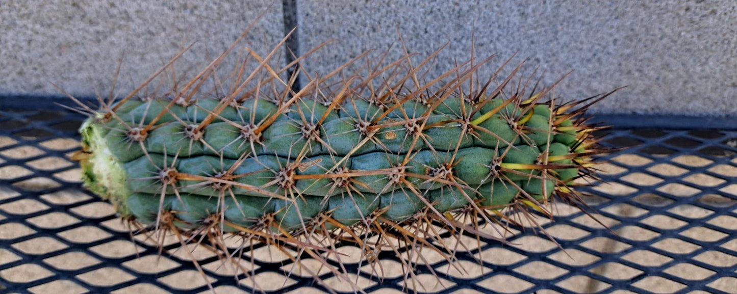 Cereus Chalaensis Cactus Cutting 7" | Succulent Plant for Indoor & Outdoor Gardens | Easy Care, Columnar, Propagation