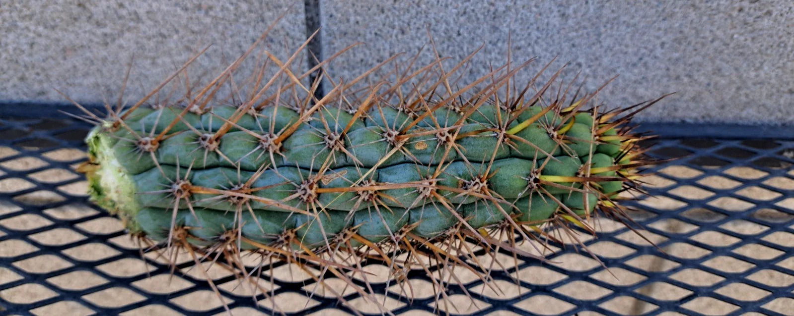 Cereus Chalaensis Cactus Cutting 7" | Succulent Plant for Indoor & Outdoor Gardens | Easy Care, Columnar, Propagation