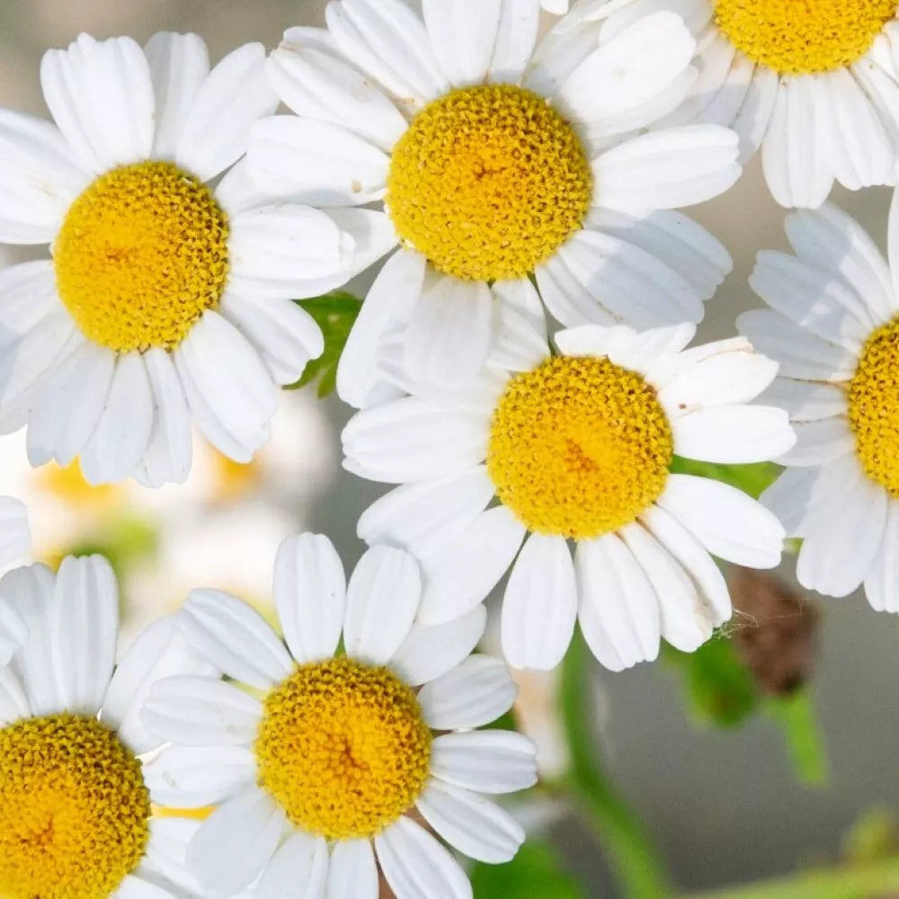 German Chamomile Seeds | Heirloom NON-GMO | Matricaria chamomilla