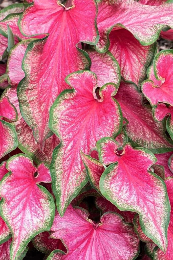Lava Glow Caladium Bulbs - Perennial Tropical Foliage, Variegated Caladium bicolor for Shade Gardens and Containers