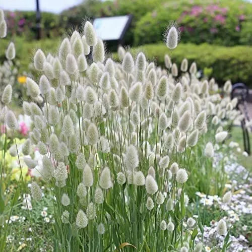Bunny Tails Ornamental Grass Seeds – Lagurus ovatus – Drought-Tolerant, Fluffy Flower Heads, Garden Border & Decoration, 30 Pack