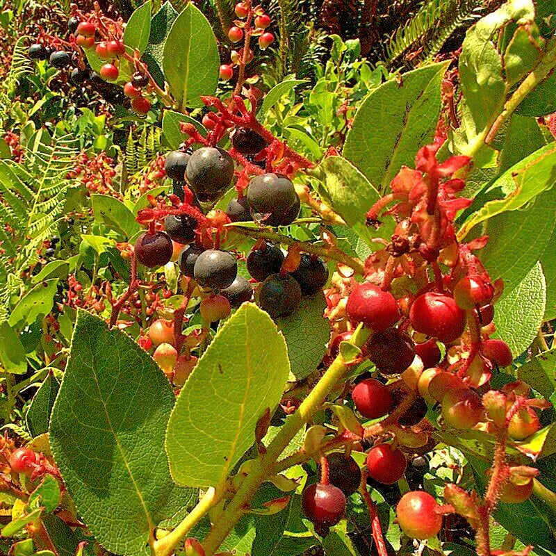 Salal Seeds 1001 Count - Gaultheria shallon Hardy Evergreen Shrub with Edible Berries, Bulk Pack for Garden & Landscaping
