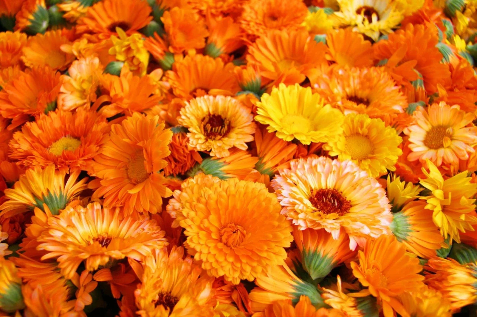 Calendula Seeds 250+ Pacific Beauty Mix Organic Garden Seeds Calendula officinalis