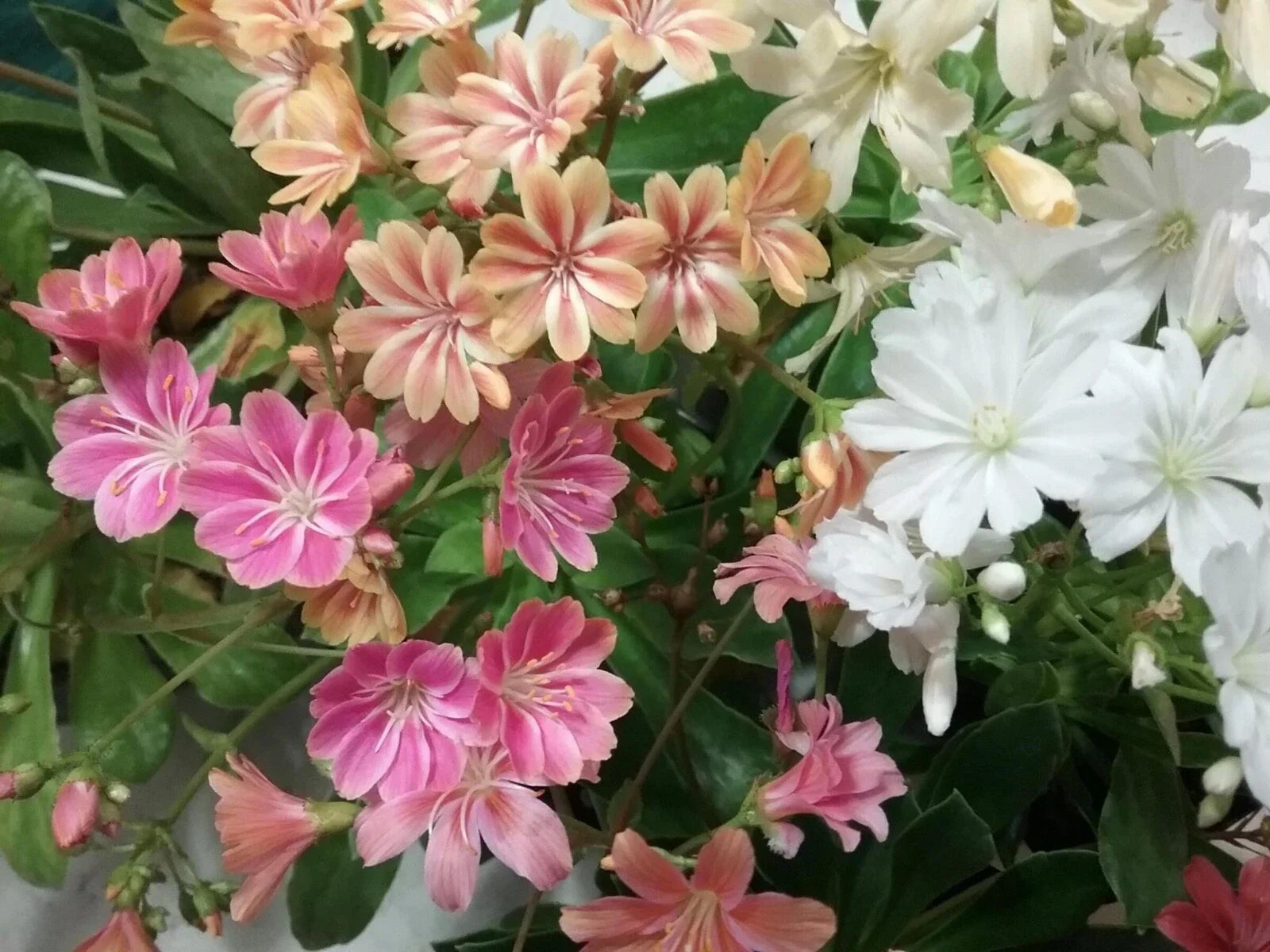 Lewisia Rainbow Mix Live Succulent Starter Plant, Drought-Tolerant Perennial for Rock Gardens & Containers