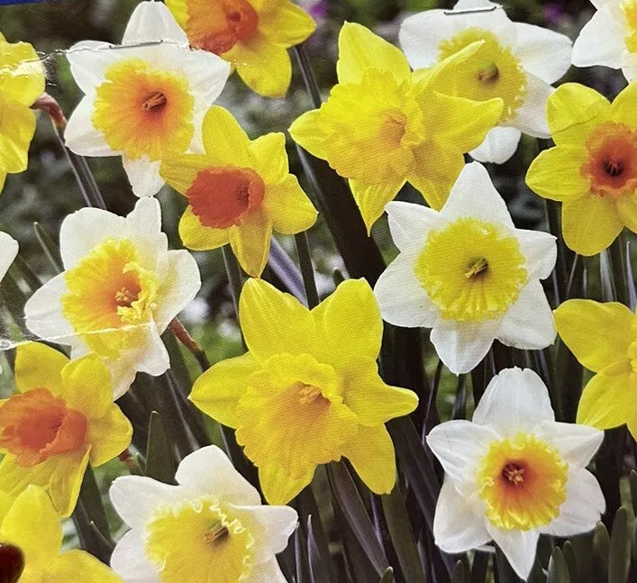 Narcissus Trumpet Daffodil Bulbs Mix - Flowering Plant Bulbs in Yellow, White, Orange, Pink, Green for Outdoor Gardens