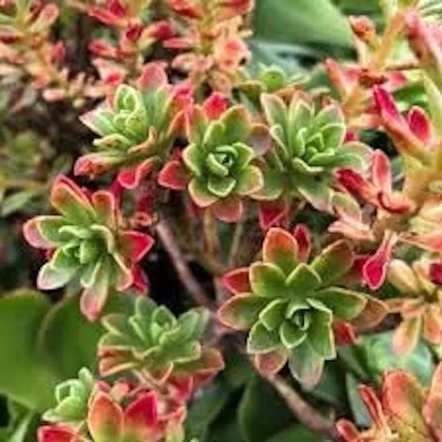 Aeonium Spathulatum Succulent Seeds - 20 Pack, Drought-Resistant, Easy Care, Green Foliage, Rosette Shape, Perennial Planting Seeds