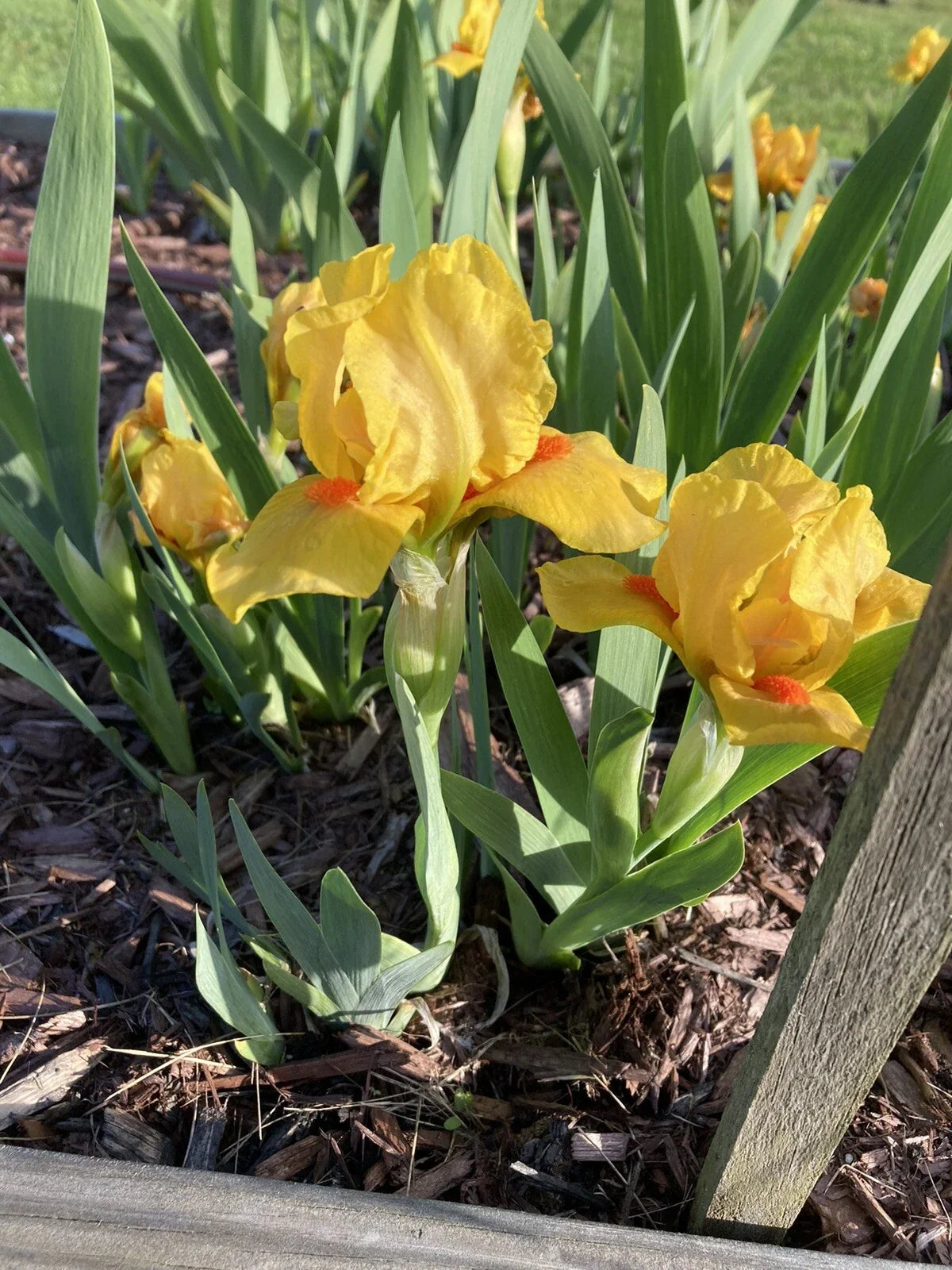 Yellow Orange Bearded Iris Rhizomes 4-Pack | Dwarf 6-10" Iris germanica, Early Bloom, Deer Resistant, Garden Flower Bulbs