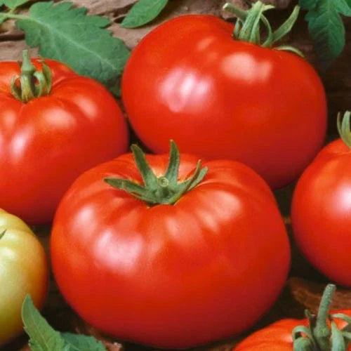 Beefsteak Tomato Seeds Heirloom Non-GMO Solanum lycopersicum Pack of 25