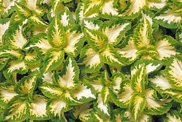 Coleus Seeds - Wizard Jade Variety - 40 Fresh Solenostemon scutellarioides Seeds for Indoor & Outdoor Gardens