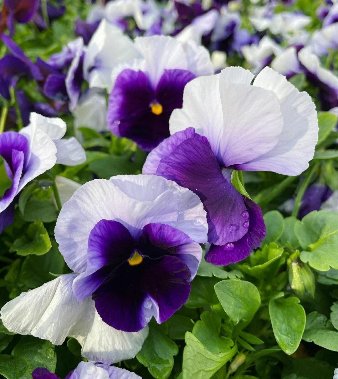 Pansy Seeds 50 Pack - Beaconsfield Viola Flower Seeds for Garden Beds & Containers - Purple & Blue Varieties