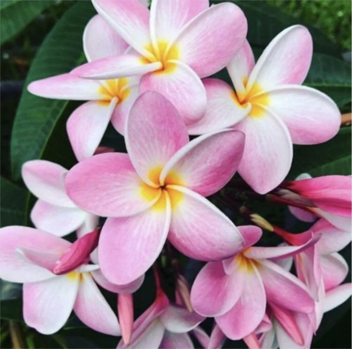 Rooted Plumeria Cutting 15" Pastel Pink Flowering Plant - Plumeria rubra for Garden & Indoor