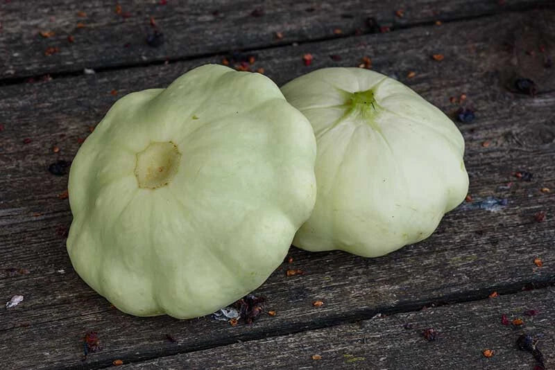 Benning’s Green Tint Scallop Squash Seeds – Heirloom Cucurbita pepo Vegetable Seeds, Compact Bush Plant, 25+ Seeds