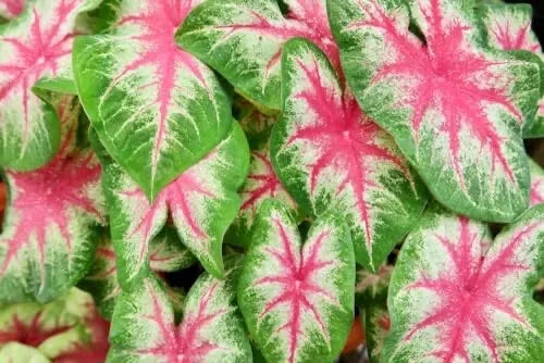 Caladium Bulbs 6 Pack Kathleen Variety Perennial Elephant Ears Caladium bicolor for Shady Gardens