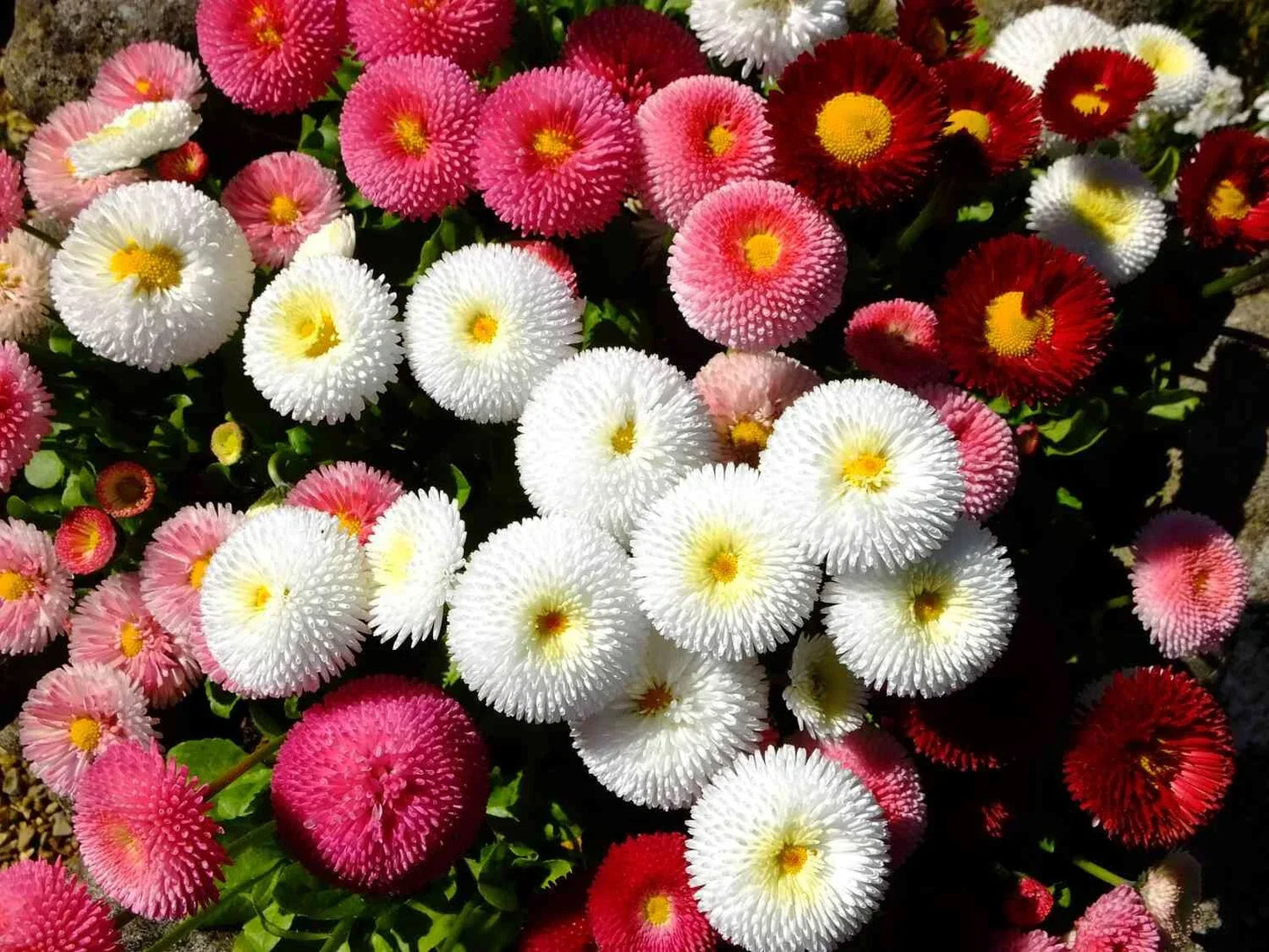 Cupid Mix English Daisy Seeds - 200+ Pack Bellis perennis - USA Grown