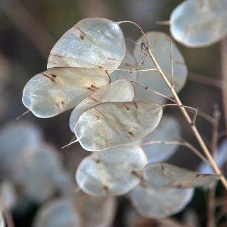 Money Plant Seeds - Lunaria annua Heirloom Non-GMO Seeds for 2025 Planting