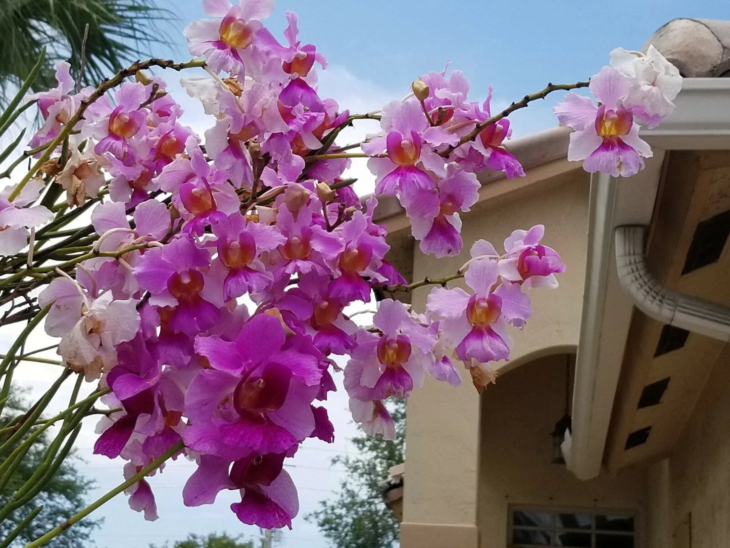 Miss Joaquim 'Douglas' Rooted Cuttings 5-8" - Easy to Grow Orchid Hybrid for Indoor & Outdoor