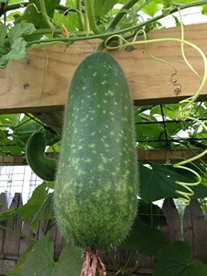 Wax Gourd Seeds 50+ | Winter Melon White Ash Benincasa Hispida Heirloom Vegetable Seeds