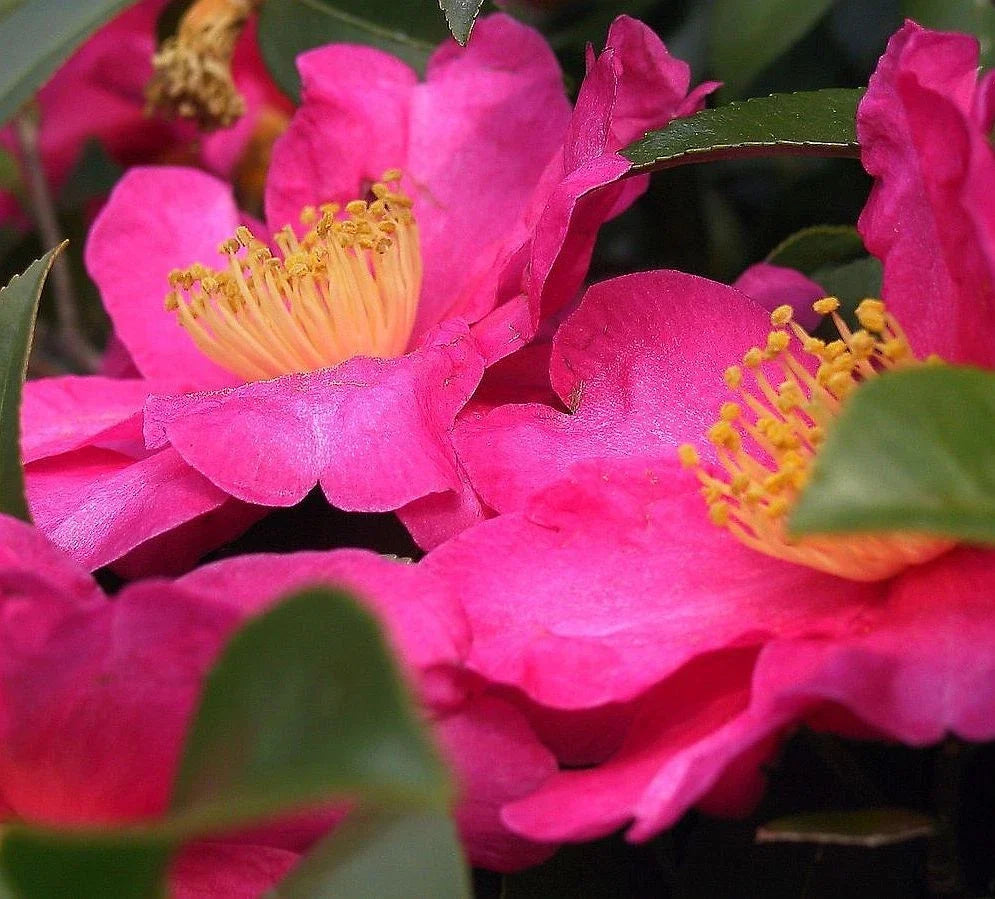 Fresh Camellia japonica Shishi Gashira Cuttings – Propagation Ready, 6-8 Inch Flowering Shrubs for Garden & Landscape