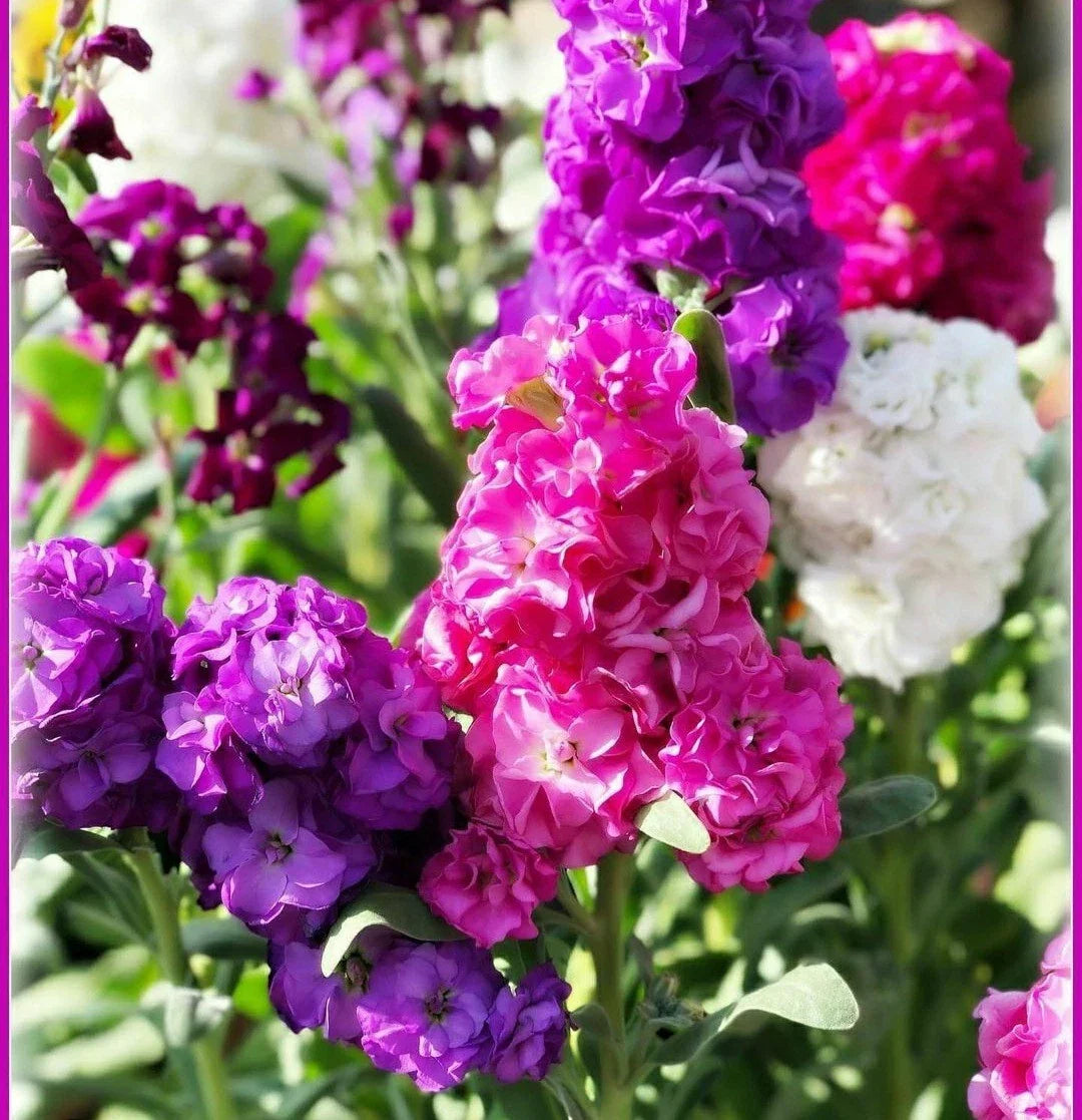 Evening Stock Flower Seeds Mix - 50 Pack, Matthiola incana, Fragrant Garden Annuals for Borders, Containers & Cut Flowers