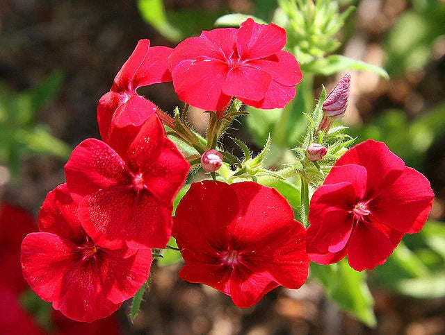 Phlox Seeds - 135 Drummondii Red Flower Seeds - GroCo USA