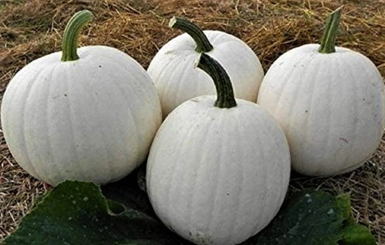 Casper White Pumpkin Seeds, Organic Non-GMO Cucurbita pepo, Vining, Decorative & Edible, 5 Seeds Pack