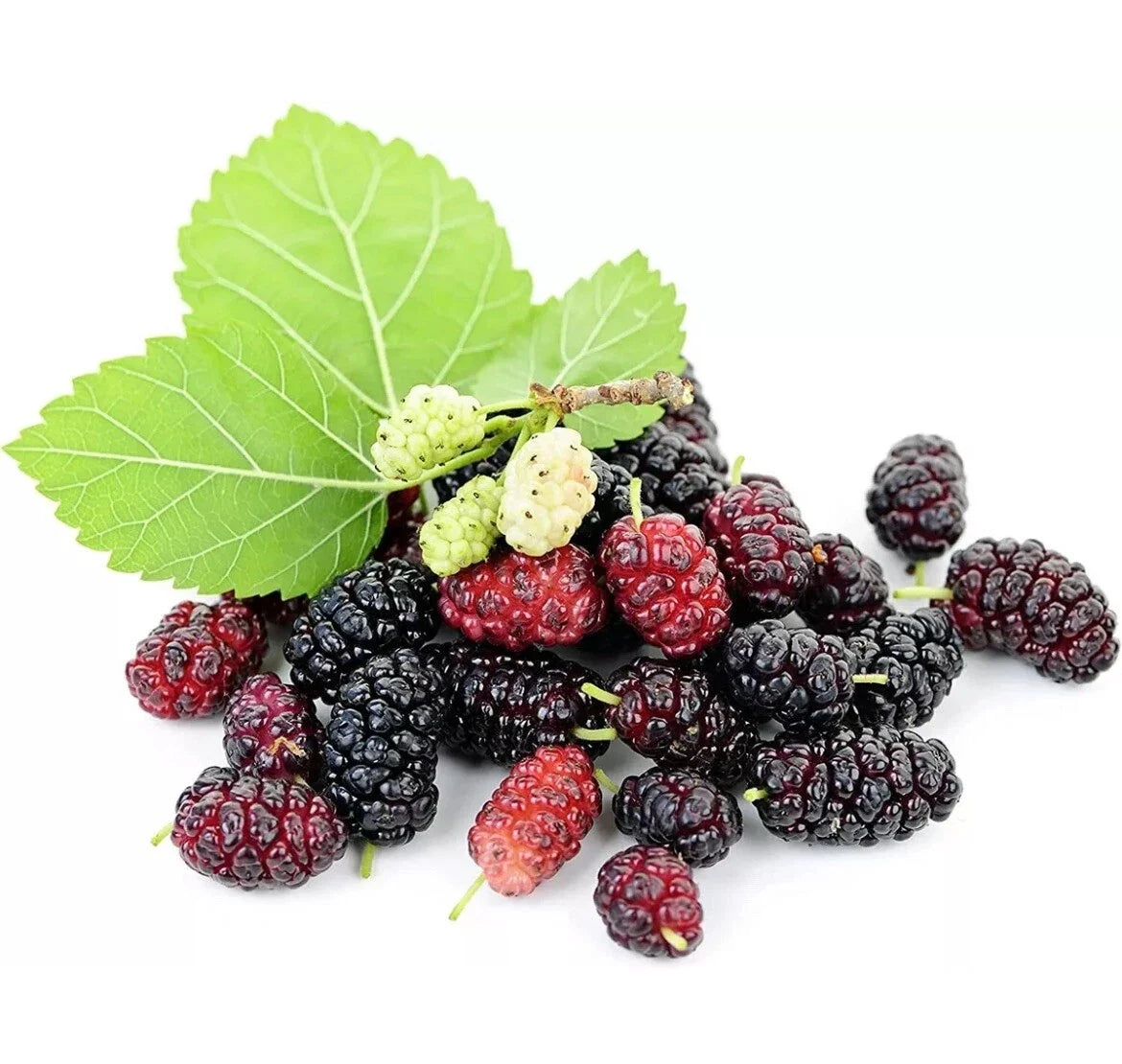 Mulberry Seeds, Morus Rubra, Edible Fruit Tree, Sweet & Fragrant, Easy to Grow, Home Garden, USA