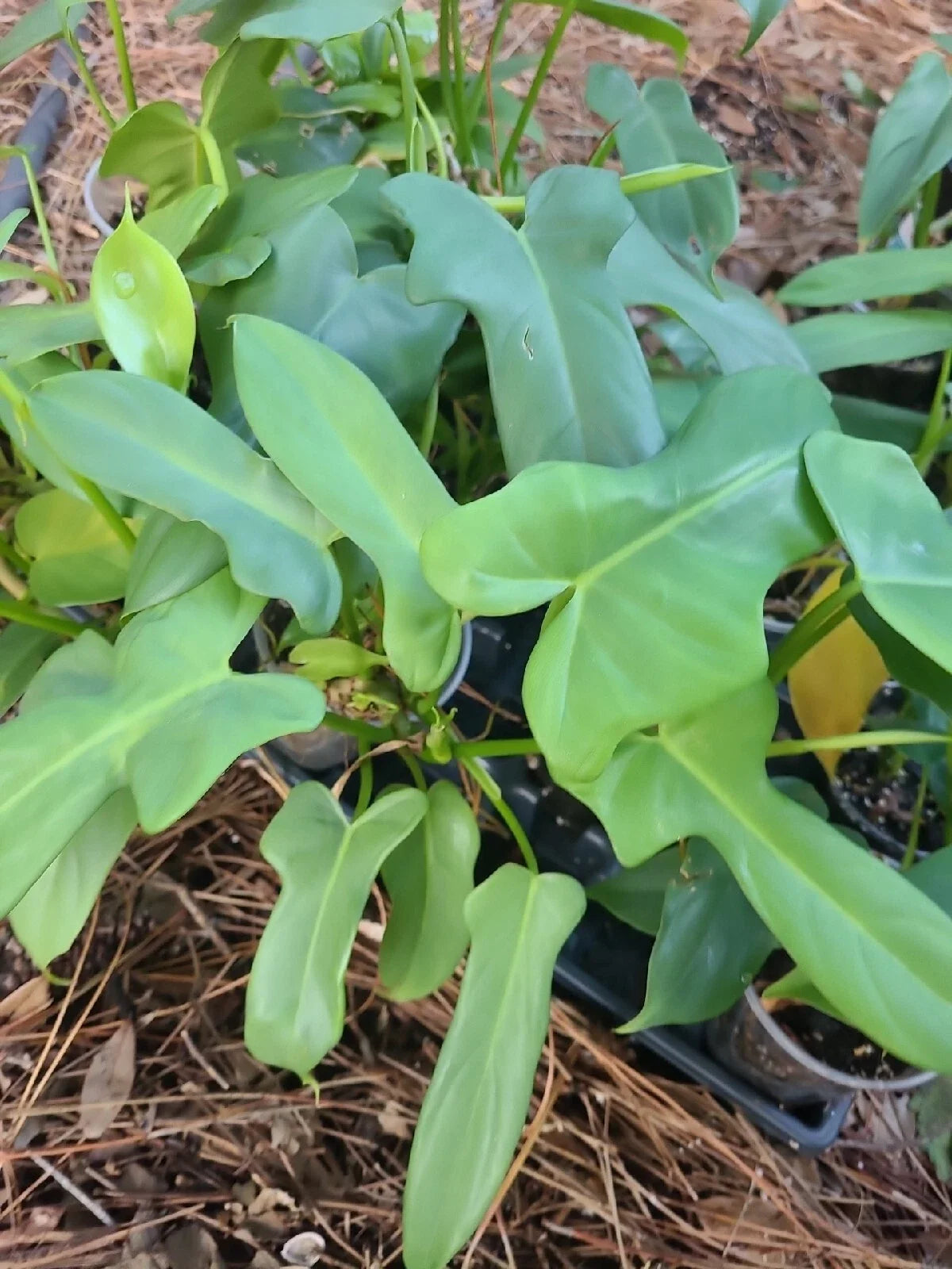 Philodendron Cutting 1 Node Unrooted Aurea Silver Violin Plant Philodendron bipennifolium