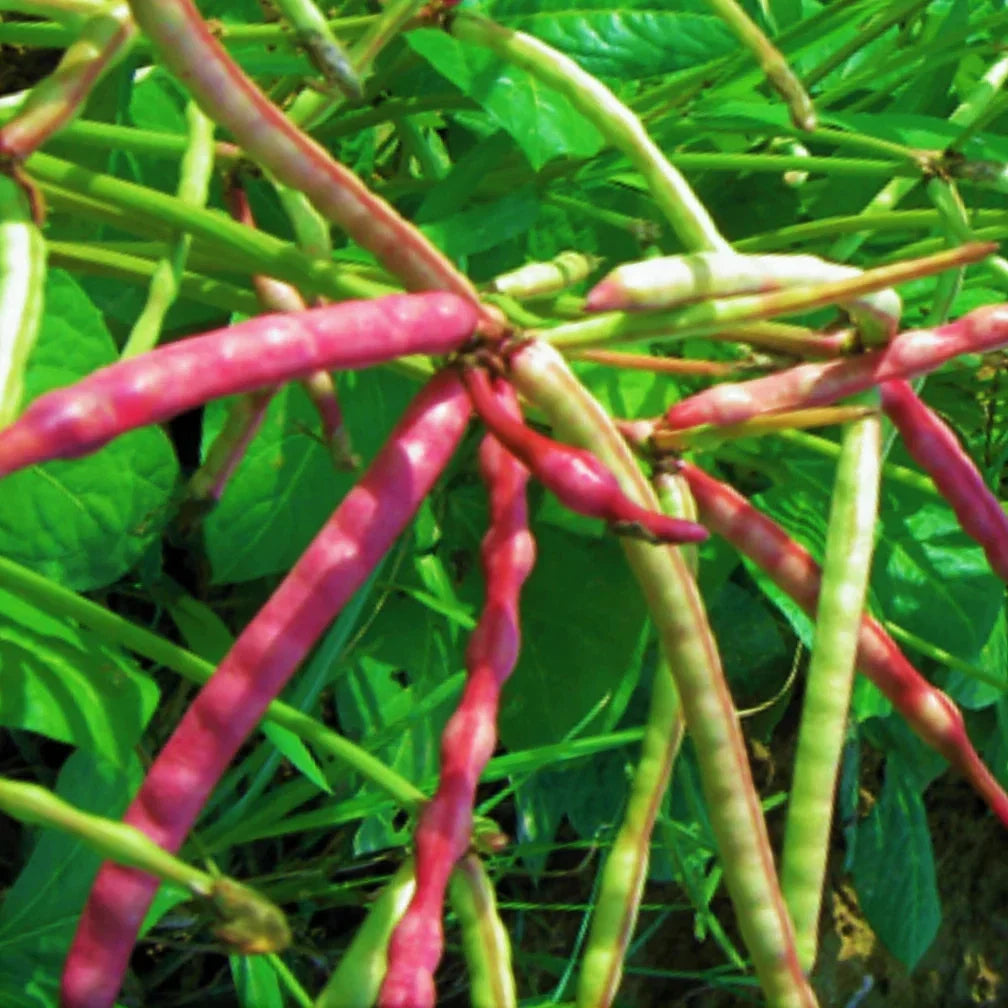 Mississippi Purple Hull Cowpea Seeds - 50+ Pack, Brown Variety, Vigna unguiculata, Climbing Vine, for Garden & Farm Planting