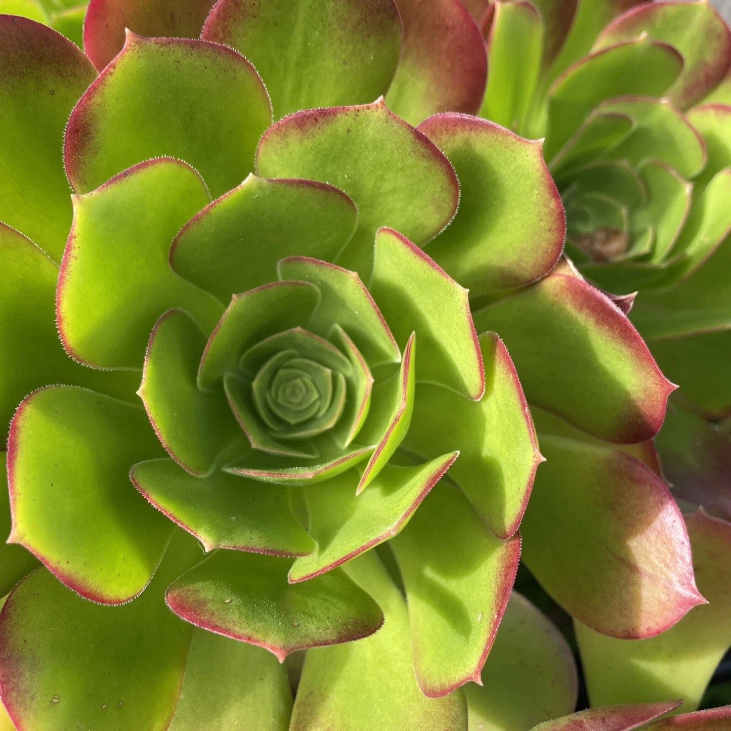 Aeonium Green Red Succulent Cuttings Lot 3-5" | Drought-Tolerant Indoor Plant | Aeonium arboreum 'Zwartkop'
