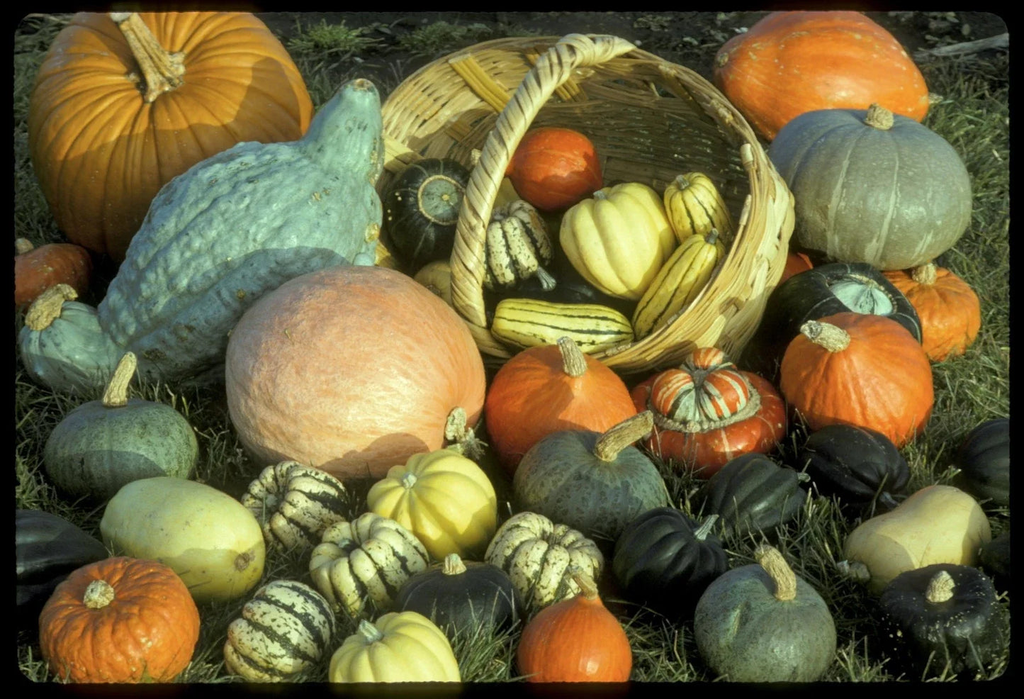 Winter Squash Seeds Mixture – Heirloom Variety for Home Gardening – Cucurbita pepo, Butternut, Acorn, Spaghetti