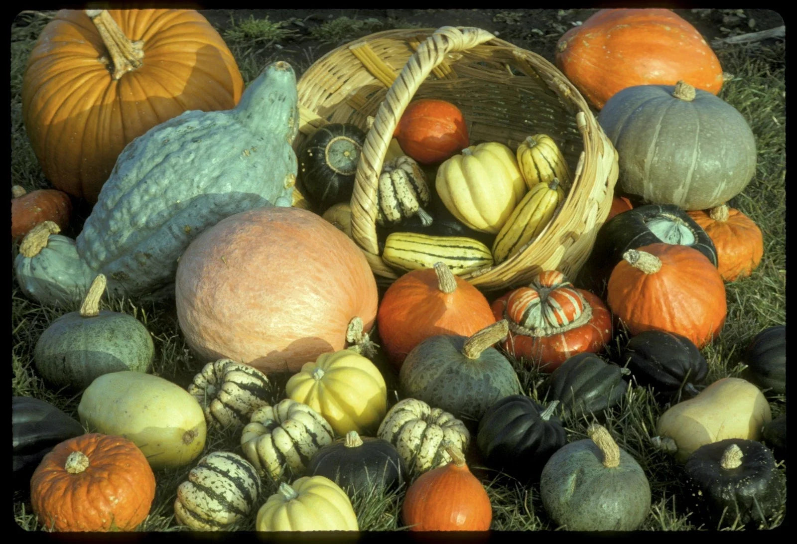 Winter Squash Seeds Mixture – Heirloom Variety for Home Gardening – Cucurbita pepo, Butternut, Acorn, Spaghetti