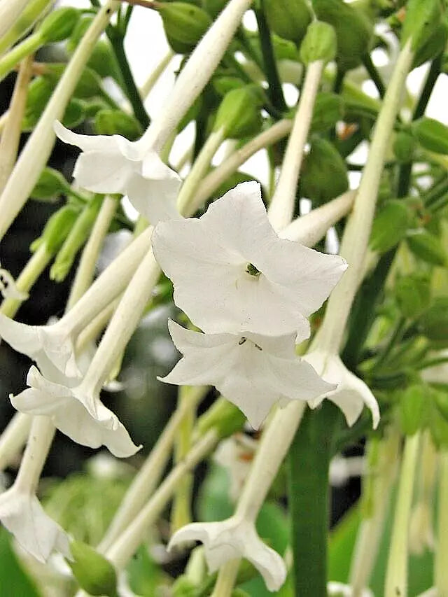 Flowering Tobacco Seeds 550 Nicotiana sylvestris White Long Tubular Flowers for Garden, Borders, Containers