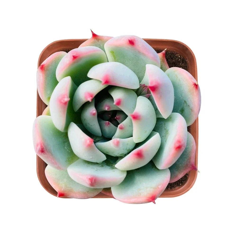 Echeveria 'Chihuahuaensis' Succulent in 2-Inch Pot, Rare Fully Rooted Echeveria Plant, Indoor or Outdoor Decorative Succulent