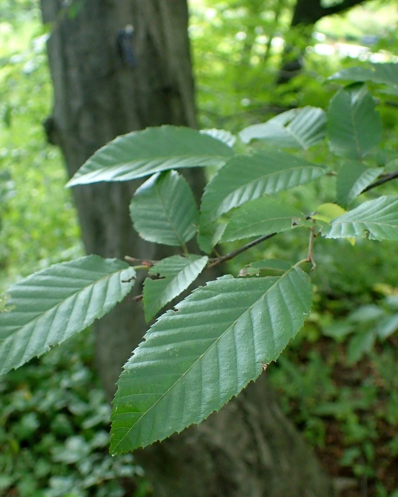 American Hornbeam Seeds, 20 Count, Ironwood, Carpinus caroliniana, Native Tree Seeds for Landscaping & Wildlife Habitats