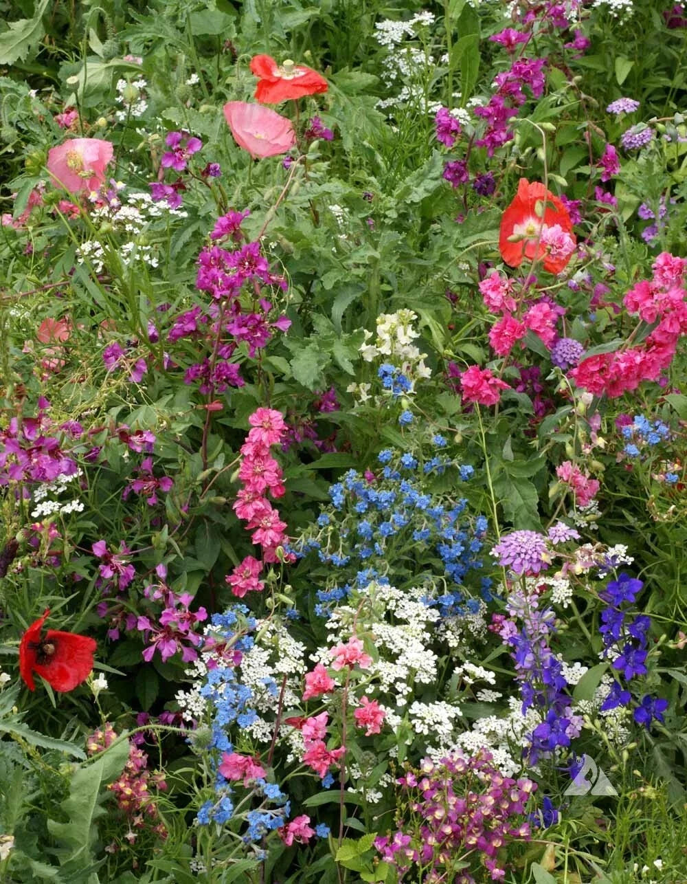 Wildflower Mix Shade Seeds – 16 Perennial Native Pollinator Plants for Gardens, Non-GMO, Attracts Bees & Butterflies