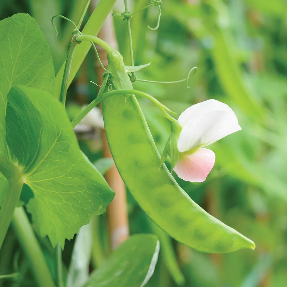 Dwarf Grey Sugar Snow Pea Seeds - Heirloom, Non-GMO, Vegetable Seeds, Pisum sativum, Compact Bush Plant for Container Gardening