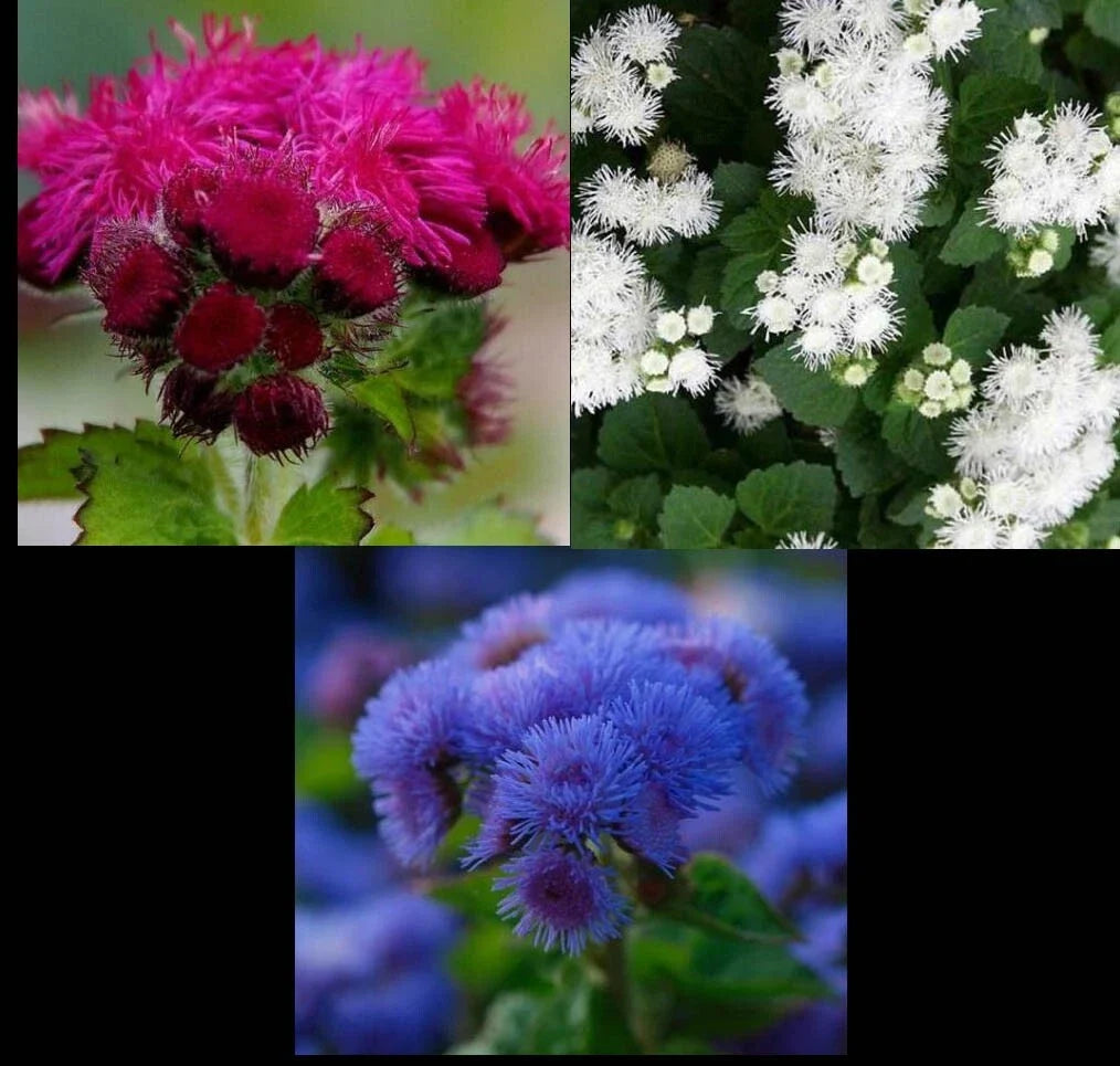 Ageratum houstonianum Seeds - Mix of Red, White & Blue - Non-GMO Flower Seeds for Garden, Borders & Containers, 500 Seeds