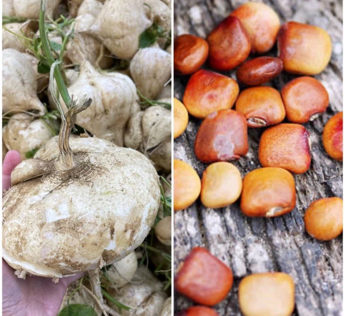 Jicama Seeds Pack of 20+ | Edible Root Vegetable | Pachyrhizus erosus | Mexican Yam Bean, Crunchy Turnip Alternative